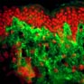 Evidence of an anti-aging mechanism