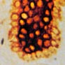 Immunohistochemical evaluation