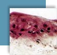 reconstitution in vitro d��quivalents de peau