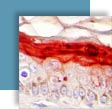 mod�le d'�valuation cosmetologie dermatologie : peau humaine