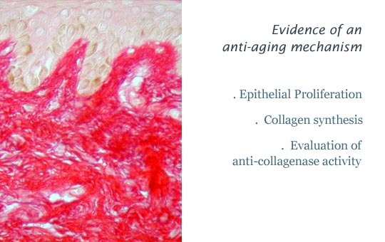 anti aging