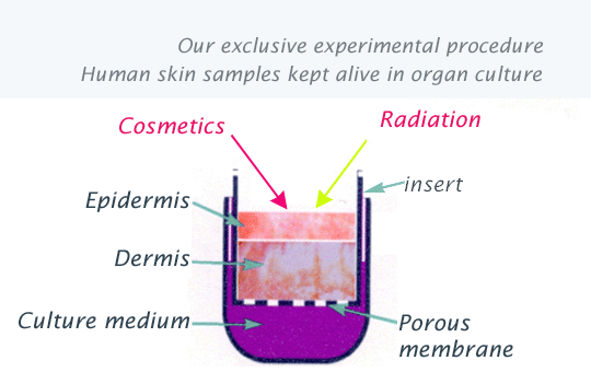 experimental procedures