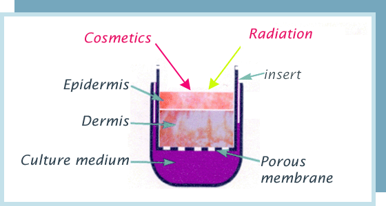 modeles d'�valuation dermatologie cosmetologie